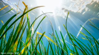 Seagrass-image