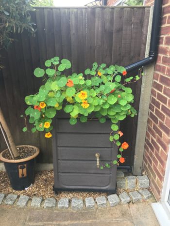 CCRM Planter & Flowers 19-6-25