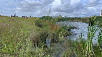 pond dipping 3
