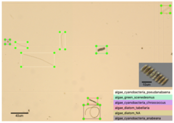 Automated identification and counting of algal cells from raw water.