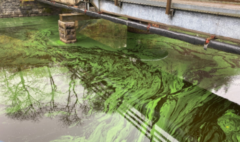 An algal bloom