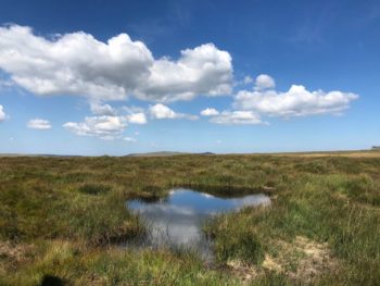 A pond in peatland