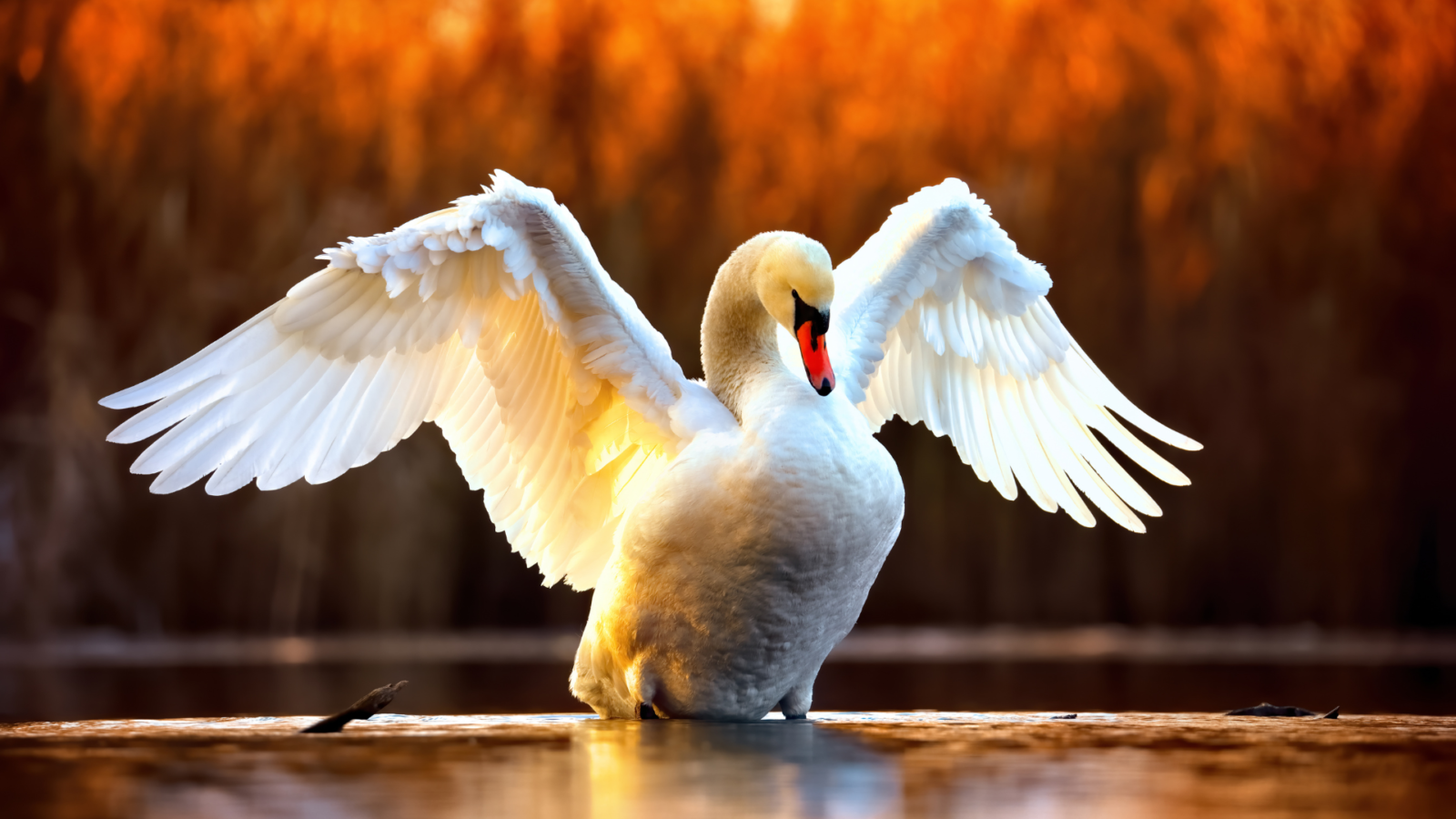 A swan with wings extended