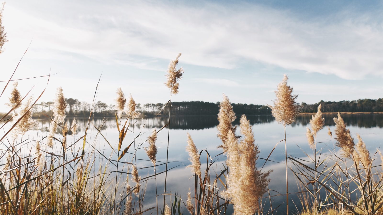 wren-meinberg-phx4UXMQRTg-unsplash