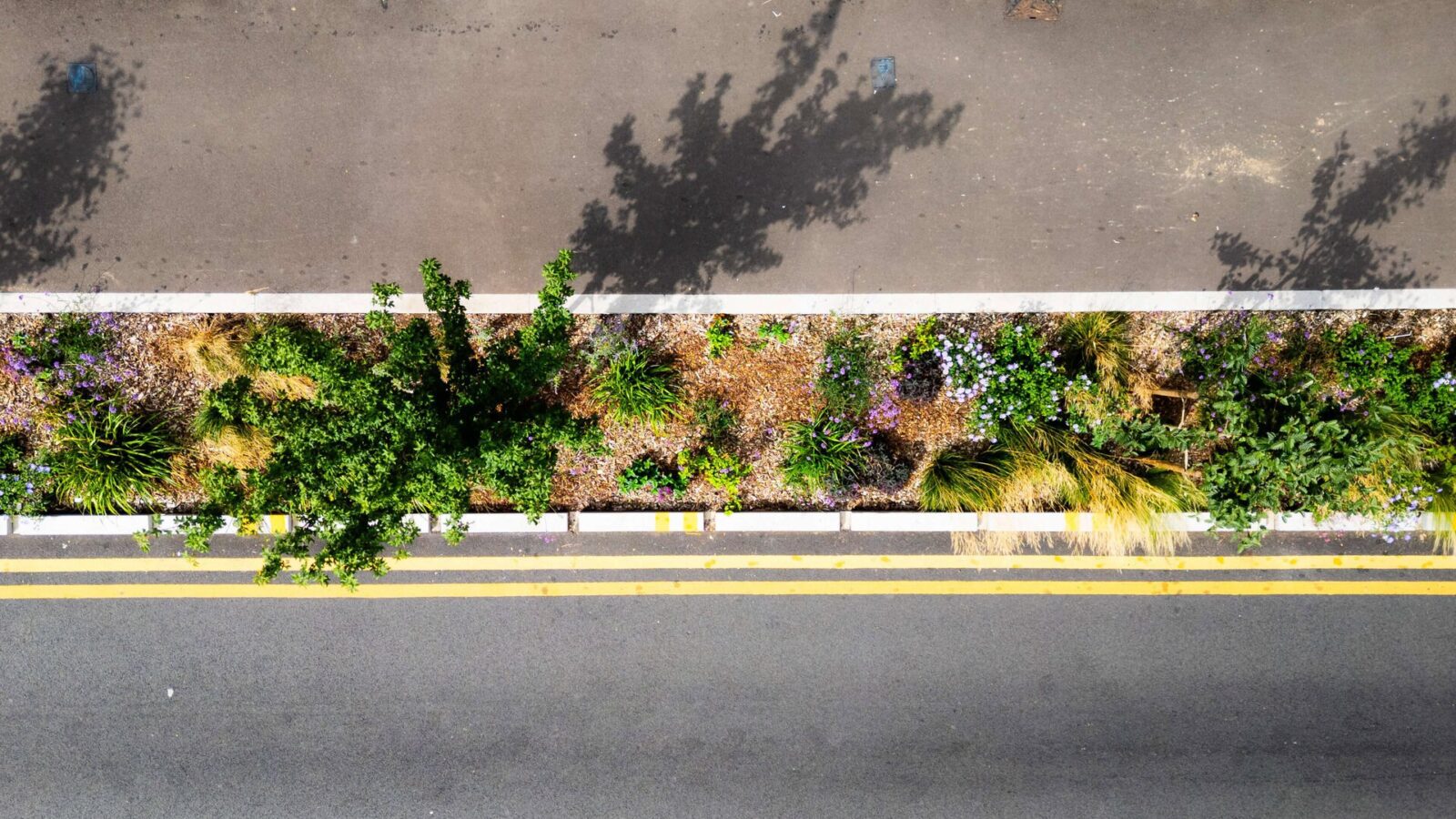 Sutherland-Road-Meristem-Design-Waltham-Forest-SuDS-Rain-Gardens-25th-July-2025-41